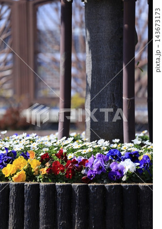 街路樹の足元を彩る花壇 街路樹の足元を彩る花壇 143673173