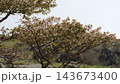 初夏の山で若葉とともに白い花を咲かせる木の枝 143673400
