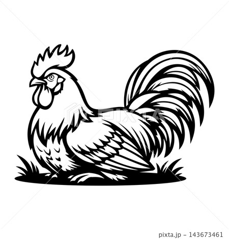 Aggressive Rooster Cock Fighting Bird Vector Illustration 143673461