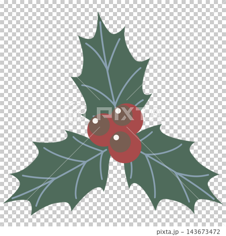 Colorful holly icon illustration / Christmas material with green leaves and red berries Colorful holly icon illustration / Christmas material with green leaves and red berries 143673472