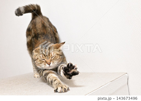 伸びをする猫のポーズ アメリカンショートヘア ブラウンパッチドタビー 伸びをする猫のポーズ アメリカンショートヘア ブラウンパッチドタビー 143673496