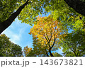 Golden Autumn Tree Canopy Against Blue Sky for Nature and Seasonal Backgrounds 143673821