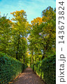 Tree Lined Garden Path with Golden Autumn Foliage and Green Fences for Peaceful Outdoor Travel Designs 143673824