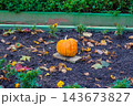 Orange Pumpkin in Autumn Garden with Fallen Leaves for Halloween and Thanksgiving Seasonal Designs 143673827