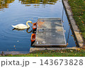 White Mute Swan Beside a Floating Platform on an Autumn Pond for Urban Wildlife and Nature Education 143673828