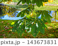 Horse Chestnut Seed Pod and Spotted Green Leaves by Pond in Autumn for Botanical and Tree Health Themes 143673831