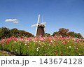 花博記念公園鶴見緑地のコスモスと風車 143674128