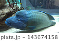 水槽でであった巨大なお魚 143674158