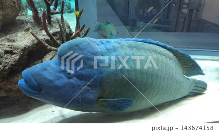 水槽でであった巨大なお魚 143674158