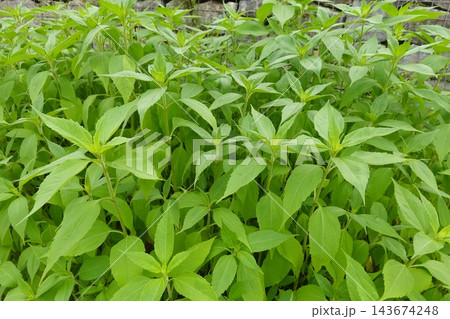Jerusalem artichoke plants growing outdoors, showing fresh green leaves and stems in a natural garden environment 143674248