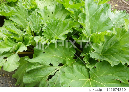 Rhubarb plants growing in a garden, featuring large green leaves for culinary and medicinal uses 143674250
