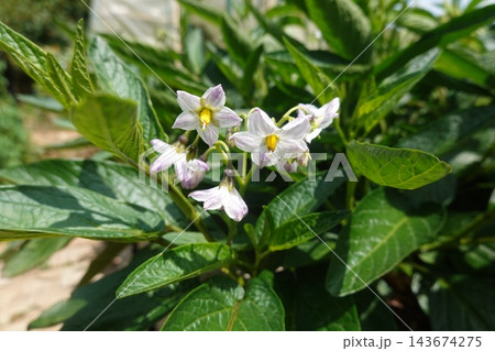 Pepino melon plant flowering with delicate white and purple blooms, growing in a sunny garden setting Pepino melon plant flowering with delicate white and purple blooms, growing in a sunny garden setting 143674275