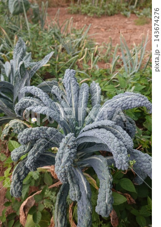 Tuscan kale plant growing in an organic vegetable garden, showcasing healthy dark green leaves and a natural environment 143674276