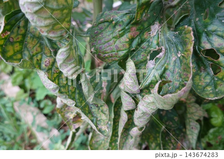Tomato plant leaves showing early blight symptoms, a common fungal disease alternaria solani causing spots and wilting Tomato plant leaves showing early blight symptoms, a common fungal disease alternaria solani causing spots and wilting 143674283