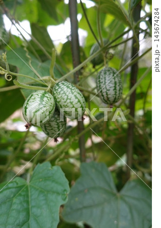 Cucamelon fruits growing on a vine, showing the small, striped, edible produce in a garden 143674284