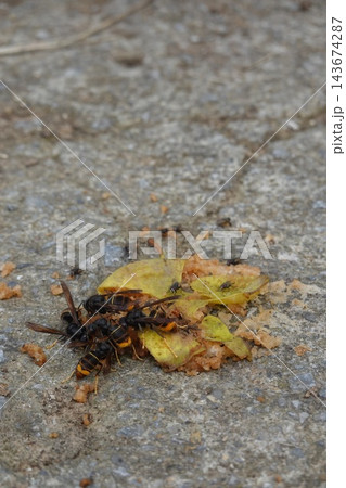 Yellow-legged hornet swarm feeding on fallen fruit, showing invasive species impact and predatory behavior Yellow-legged hornet swarm feeding on fallen fruit, showing invasive species impact and predatory behavior 143674287