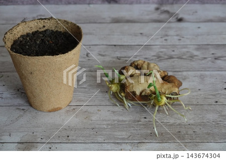 Sprouting ginger root showing fresh green shoots and developing roots, ready for planting into an eco-friendly peat pot with soil 143674304