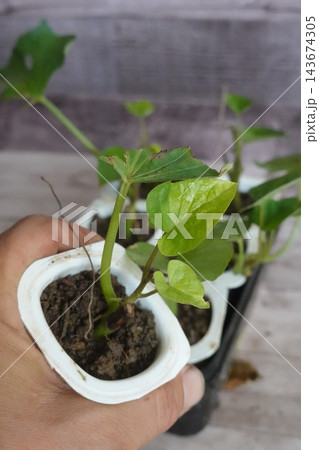 Hand holding sweet potato slips growing in small pots for home gardening and urban farming propagation Hand holding sweet potato slips growing in small pots for home gardening and urban farming propagation 143674305