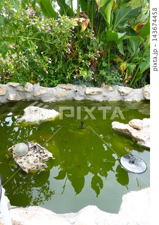Garden pond with green water reflecting plants and stone, offering a natural and serene outdoor escape 143674458