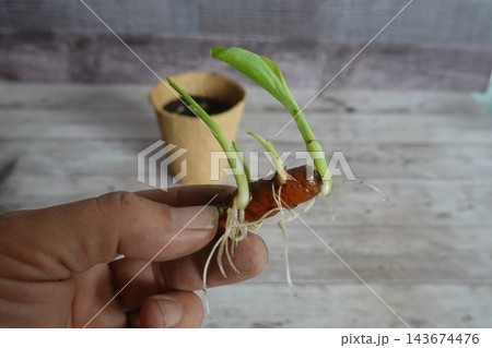 Hand holding turmeric rhizome sprouting new green leaves and roots, preparing for organic home gardening Hand holding turmeric rhizome sprouting new green leaves and roots, preparing for organic home gardening 143674476
