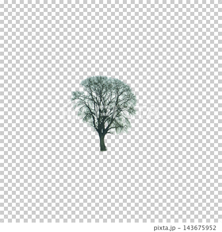 A bare tree stands in the center A bare tree stands in the center 143675952