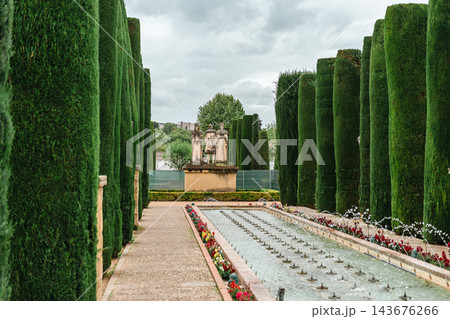 Avenue of tall clipped cypress trees beside a long fountain pool in the Alcazar of Cordoba gardens 143676266