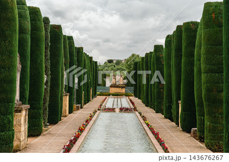 Avenue of tall clipped cypress trees beside a long fountain pool in the Alcazar of Cordoba gardens 143676267
