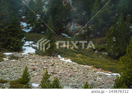 Group of chamois walking across a rocky mountain slope with dry grass and shrubs in Vall de Nuria Group of chamois walking across a rocky mountain slope with dry grass and shrubs in Vall de Nuria 143676312
