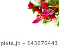 鮮やかな千日紅の花束　ホワイトバック 143676443
