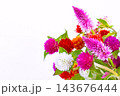 カラフルな千日紅のフレーム 143676444