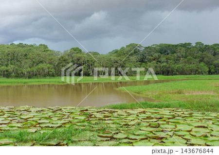 Vitoria Regia aquatic plant wild in nature. landscape at Amazon tropical rainforest in Amazonas, Brazil Vitoria Regia aquatic plant wild in nature. landscape at Amazon tropical rainforest in Amazonas, Brazil 143676844