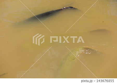 pirarucus fish, Arapaima gigas, on surface of muddy water. native to the basin of Amazon River 143676855