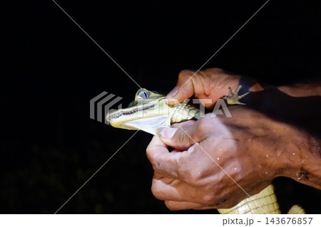 man holds baby alligator in hands, in demonstration using flashlight illumination. Caiman crocodilus 143676857