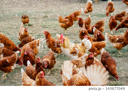 Brown hens and a white rooster forage together on bare farm ground. Concept of poultry farming, animal husbandry, rural life and food production. Brown hens and a white rooster forage together on bare farm ground. Concept of poultry farming, animal husbandry, rural life and food production. 143677049