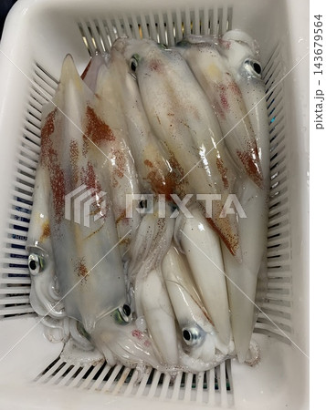 釣り上げた新鮮なケンサキイカ(マイカ)の釣果 釣り上げた新鮮なケンサキイカ(マイカ)の釣果 143679564