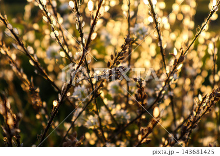 Backlit wild plants with dry seed pods and tiny white flowers in warm golden sunset light, dreamy bokeh background. Concept of autumn, nostalgia, seasonal change, warmth, harmony, calm 143681425
