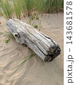 Old tree trunk washed ashore on a sandy Baltic Sea beach. Driftwood on the shore. 143681578