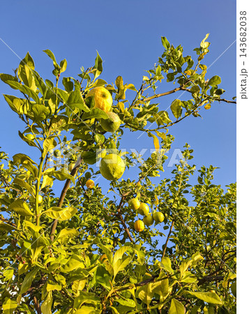 Ripe Yellow Lemons Growing on Tree Under Blue Sky Ripe Yellow Lemons Growing on Tree Under Blue Sky 143682038