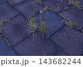 Grass breaking through rubber tiles, urban nature 143682244