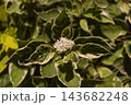 Variegated dogwood Elegantissima in bloom, close-up 143682248