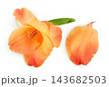 Orange gladiolus flower isolated on white background 143682503