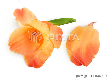Orange gladiolus flower isolated on white background Orange gladiolus flower isolated on white background 143682503