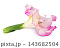 Pink gladiolus flower isolated on white background 143682504