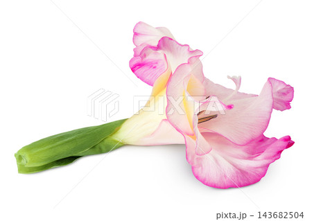 Pink gladiolus flower isolated on white background Pink gladiolus flower isolated on white background 143682504