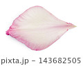 petal of pink gladiolus flower isolated on white background. Top view. Flat lay 143682505