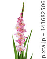 Pink gladiolus flower isolated on white background 143682506