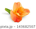 Orange gladiolus flower isolated on white background 143682507