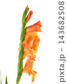 Orange gladiolus flower isolated on white background 143682508