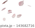 白背景に舞い散るピンク色の桜の花びら 143682716