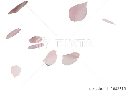 白背景に舞い散るピンク色の桜の花びら 143682716